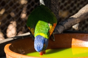 Loriquet à tête bleue